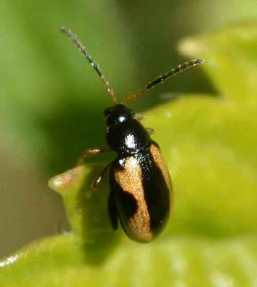 Phyllotreta ochripes - Phyllotreta ochripes