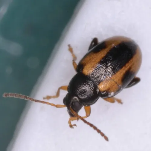 Phyllotreta ochripes - photo 2