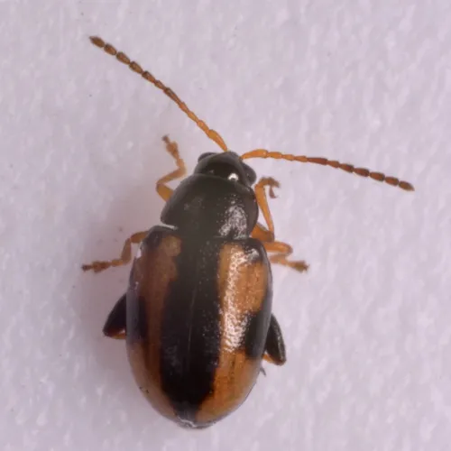 Phyllotreta ochripes - photo 3