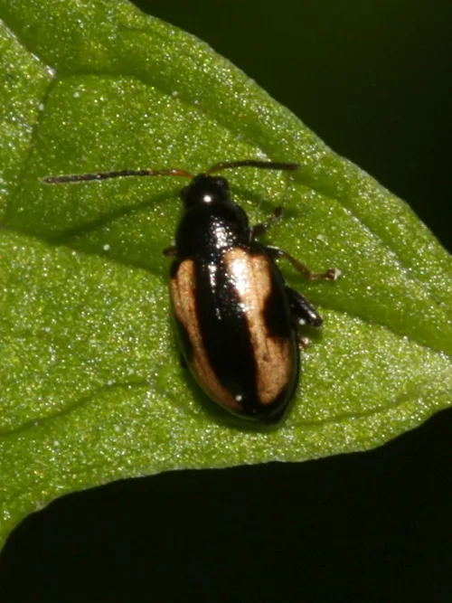 Phyllotreta ochripes - photo 4