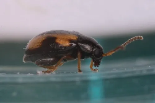 Phyllotreta ochripes - photo 5