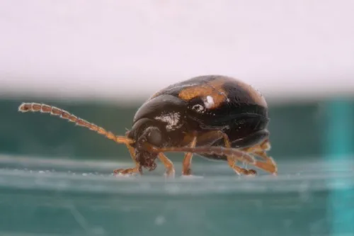 Phyllotreta ochripes - photo 6