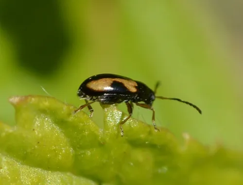 Phyllotreta ochripes - photo 7