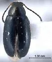 Western Black Flea Beetle