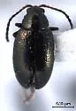 Western Black Flea Beetle - photo 2