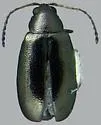 Western Black Flea Beetle - photo 3