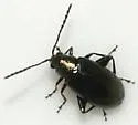 Western Black Flea Beetle - photo 4
