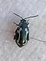Western Striped Flea Beetle - photo 2