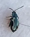 Western Striped Flea Beetle - photo 3