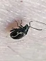 Western Striped Flea Beetle - photo 4