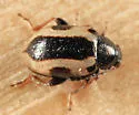 Garden Flea Beetle - Phyllotreta robusta