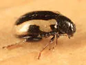 Garden Flea Beetle - photo 2