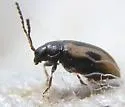 Garden Flea Beetle - photo 3