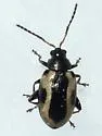 Garden Flea Beetle - photo 4