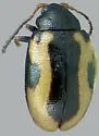 Garden Flea Beetle - photo 5