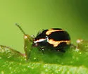 Striped Flea Beetle - Phyllotreta striolata