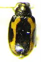 Striped Flea Beetle - photo 2