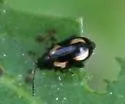 Striped Flea Beetle - photo 3