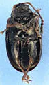 Striped Flea Beetle - photo 4