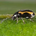 Striped Flea Beetle - photo 5