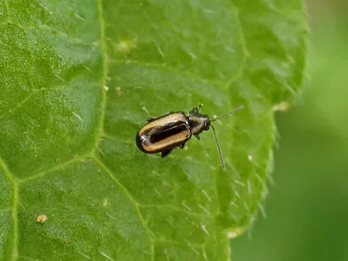 Phyllotreta vittula - photo 2