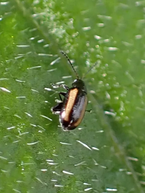 Phyllotreta vittula - photo 3