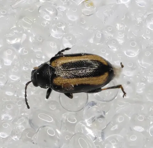 Phyllotreta vittula - photo 4