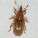 Phyllotrox ferrugineus