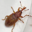 Phyllotrox ferrugineus - photo 3