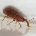 Phyllotrox ferrugineus - photo 4