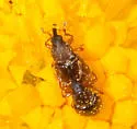 Phyllotrox ferrugineus - photo 5