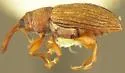 Phyllotrox nubifer - photo 2