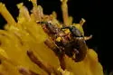Phyllotrox nubifer - photo 3