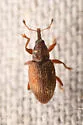 Phyllotrox nubifer - photo 4
