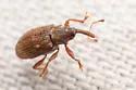 Phyllotrox nubifer - photo 5