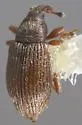 Phyllotrox rutilus