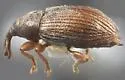 Phyllotrox rutilus - photo 2