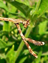 Texas Unicorn Mantis