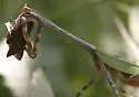 Texas Unicorn Mantis - photo 3