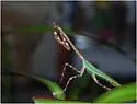 Texas Unicorn Mantis - photo 4
