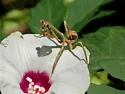 Texas Unicorn Mantis - photo 5