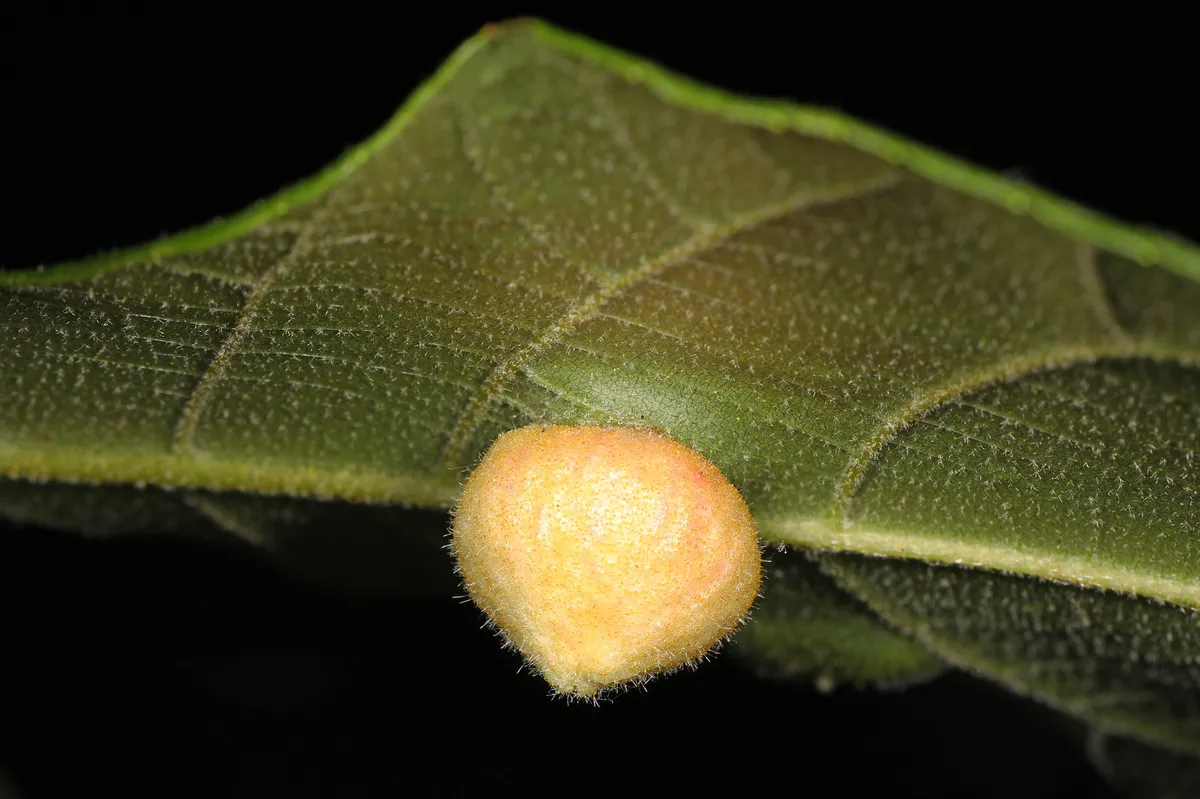 Phylloxera caryaeavellana - photo 2