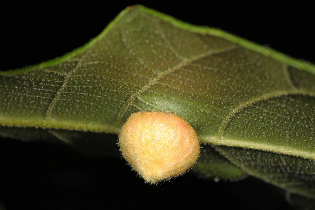 Phylloxera caryaeavellana - photo 3