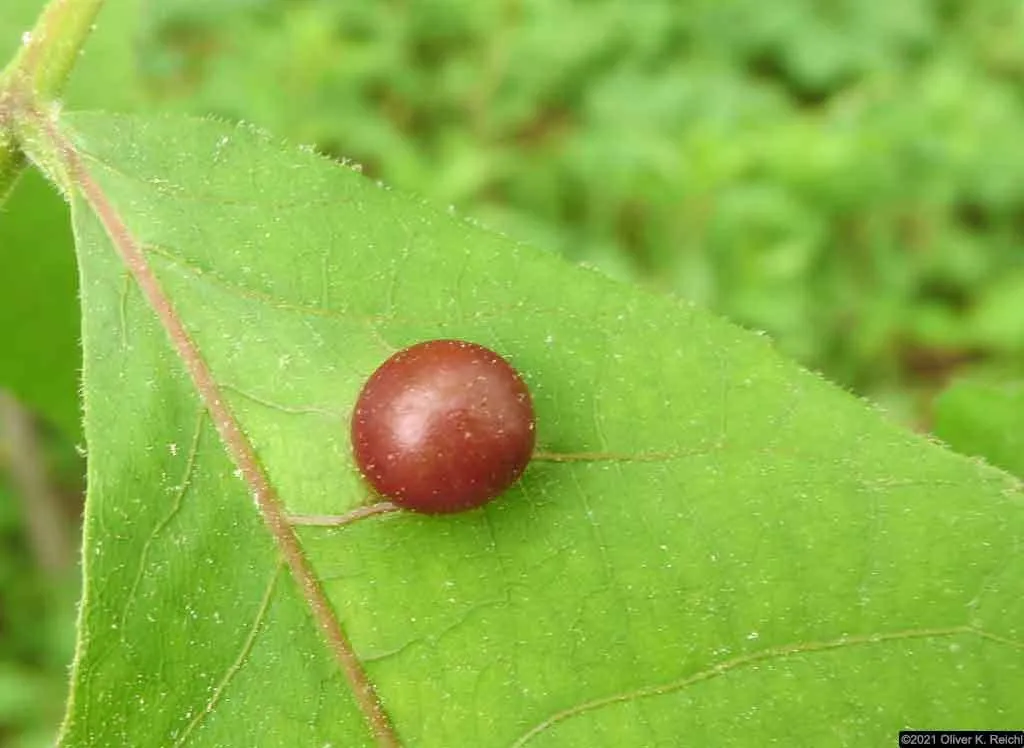 Phylloxera caryaeglobuli - photo 2