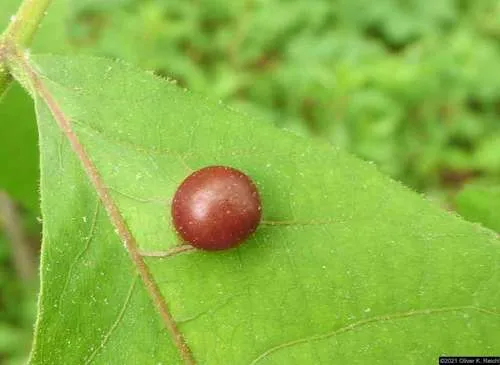 Phylloxera caryaeglobuli - photo 3