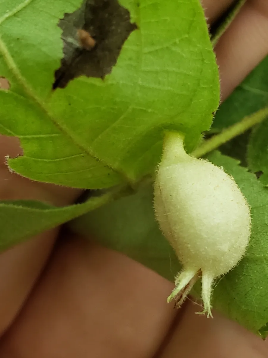 Phylloxera caryaegummosa