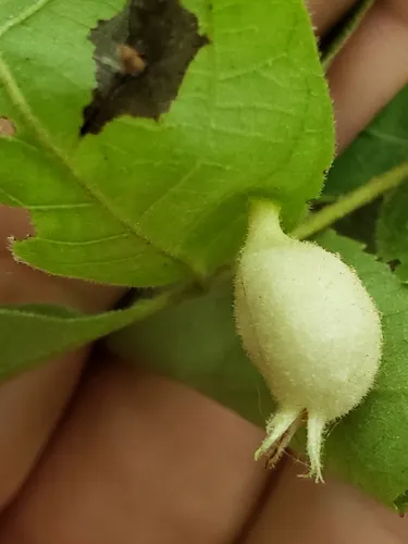 Phylloxera caryaegummosa - photo 2