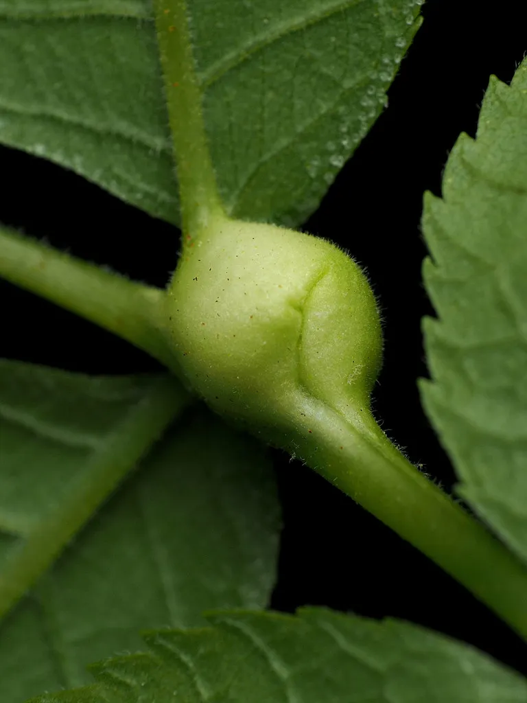 Phylloxera caryaemagna - photo 3