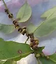 Phylloxera caryaeren