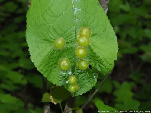 Phylloxera caryaescissa